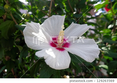 白色mukoge的花 白色mukoge的花 129263569