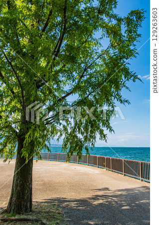 Summer scenery at Otsu Nagisa Park on Lake Biwa, Otsu City, Shiga Prefecture 129263603