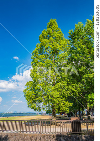 滋賀縣大津市琵琶湖大津渚公園的夏日風景 129263605