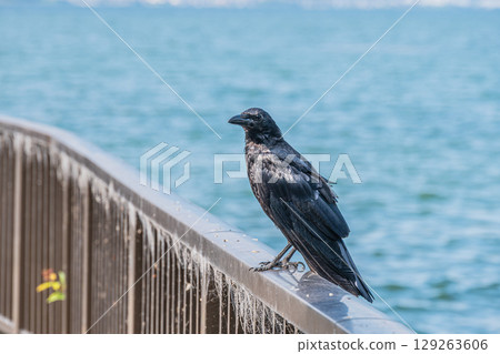 滋賀縣大津市，一隻烏鴉（食腐烏鴉）棲息在籬笆上 129263606