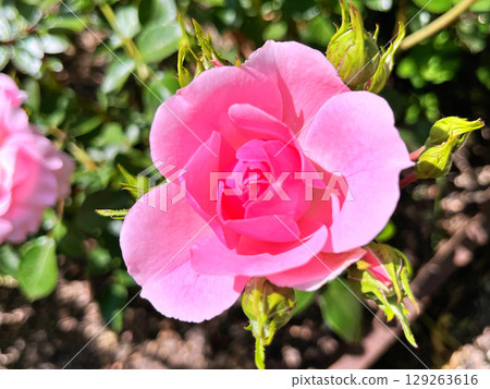 Flowers - Orange rose in the garden during spring. Nature background Flowers - Orange rose in the garden during spring. Nature background 129263616