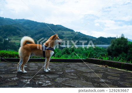 Shiba Inu 129263667