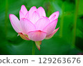 The lotus flower, the pure flower, blooms 129263676