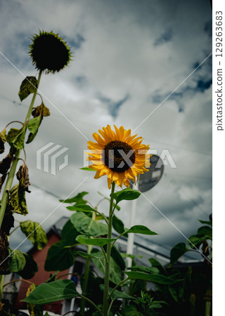 sunflower	 129263683