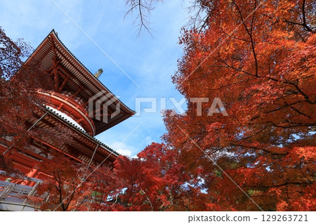 Autumn sky and autumn leaves Autumn sky and autumn leaves 129263721