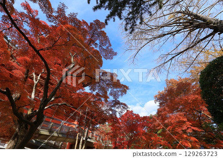 秋天天空和秋葉 129263723
