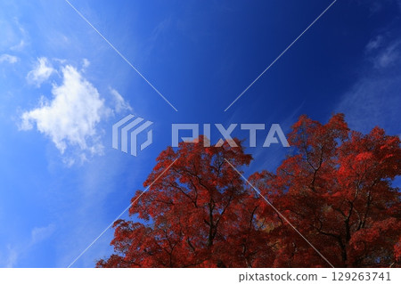 Autumn sky and autumn leaves Autumn sky and autumn leaves 129263741