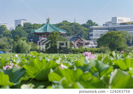 Lotus flowers at Shinobazu Pond in Ueno Park, Tokyo Lotus flowers at Shinobazu Pond in Ueno Park, Tokyo 129263759