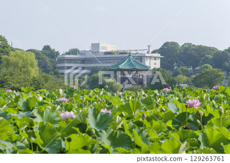 東京上野公園不忍池的蓮花 129263761
