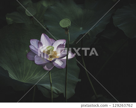 Lotus flowers at Shinobazu Pond in Ueno Park, Tokyo 129263762