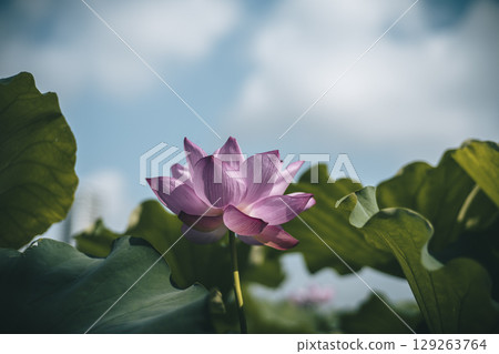 Lotus flowers at Shinobazu Pond in Ueno Park, Tokyo 129263764