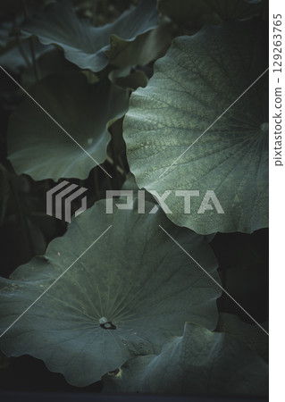 Lotus leaves at Shinobazu Pond in Ueno Park, Tokyo 129263765