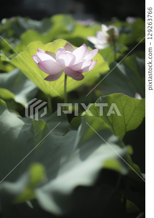東京上野公園不忍池的蓮花 東京上野公園不忍池的蓮花 129263766