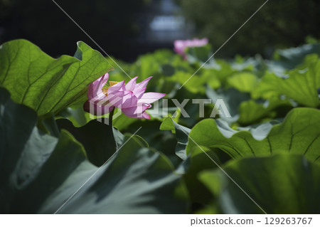 東京上野公園不忍池的蓮花 東京上野公園不忍池的蓮花 129263767