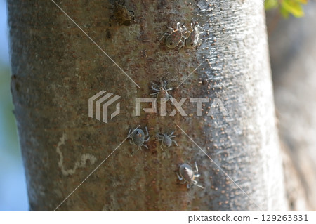 Stink bug (larva) Stink bug (larva) 129263831