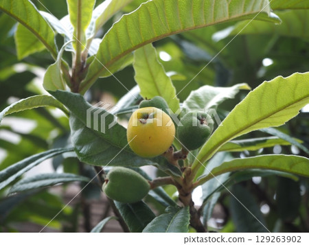 Loquat 129263902