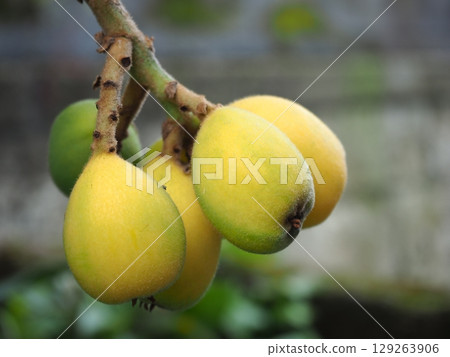 Loquat Loquat 129263906