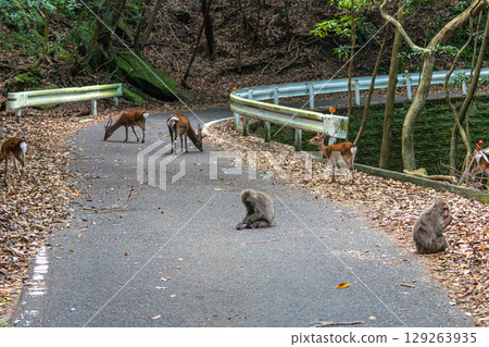 Yakushima World Natural Heritage Site Deer and Monkeys (August) Yakushima Monkeys and Yakushima Deer Relaxing Together 129263935