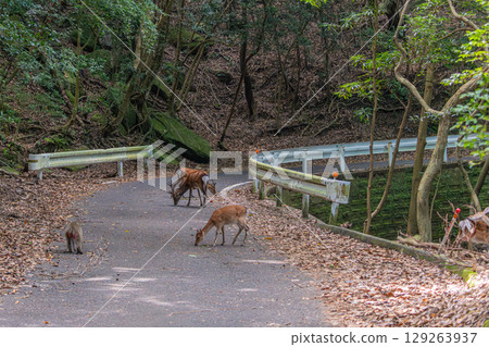 Yakushima World Heritage Site (Summer) - Yakushima deer and Yakushima macaques foraging 129263937