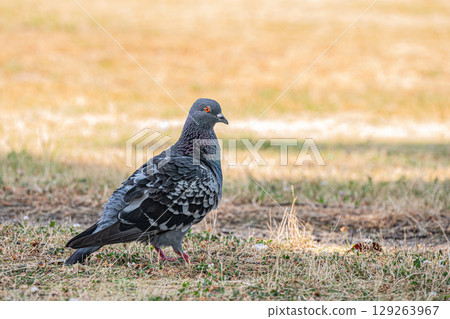 鴿子（野鴿） 129263967