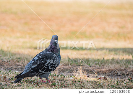 鴿子(野鴿) 鴿子(野鴿) 129263968