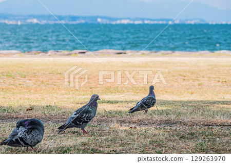 Pigeons (Feral Pigeons) 129263970