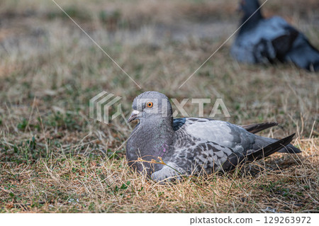 Pigeons relaxing by the lake Pigeons relaxing by the lake 129263972