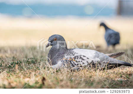 Pigeons relaxing by the lake 129263973