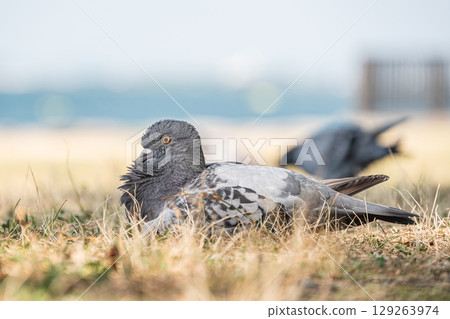 湖邊休息的鴿子 129263974