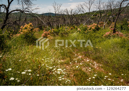 Vibrant Undergrowth And Bare Trees In Summer Landscape: Colorful Green And Pink Bushes Flourishing Beneath A Row Of Leafless Trees Against A Clear Blue Sky In Rural Slovenia 129264277