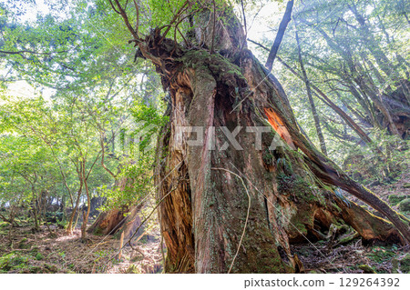 Yakusugi Thunder God, Shiratani Unsuikyo Gorge, Yakushima (August) 129264392