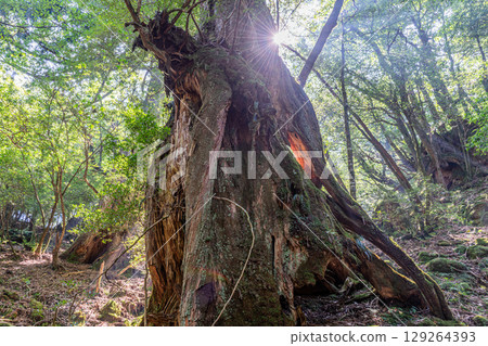 Yakusugi Thunder God, Shiratani Unsuikyo Gorge, Yakushima (August) Yakusugi Thunder God, Shiratani Unsuikyo Gorge, Yakushima (August) 129264393