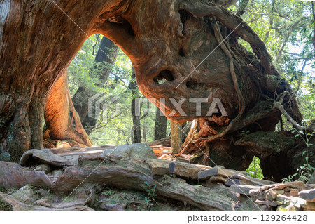 Yakusugi Cedars, Shiratani Unsuikyo Gorge, Yakushima (August) Yakusugi Cedars, Shiratani Unsuikyo Gorge, Yakushima (August) 129264428