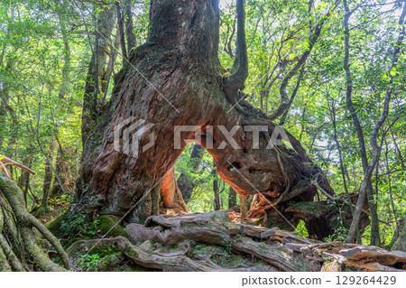 Yakusugi Cedars, Shiratani Unsuikyo Gorge, Yakushima (August) Yakusugi Cedars, Shiratani Unsuikyo Gorge, Yakushima (August) 129264429