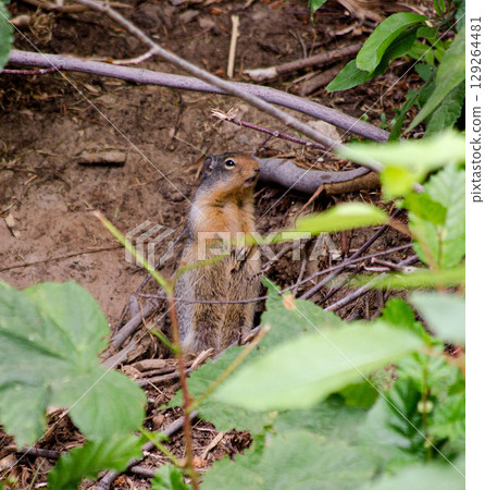 Woodchuck, groundhog Standing in Forest Cute Wildlife Photography in Nature 129264481