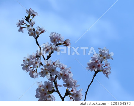 Sakura that shines in the blue sky Sakura that shines in the blue sky 129264573