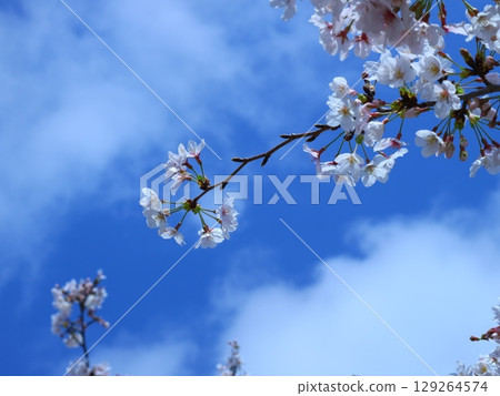 Sakura that shines in the blue sky Sakura that shines in the blue sky 129264574