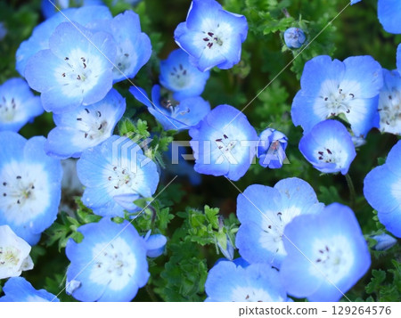 Blue Nemophila 129264576