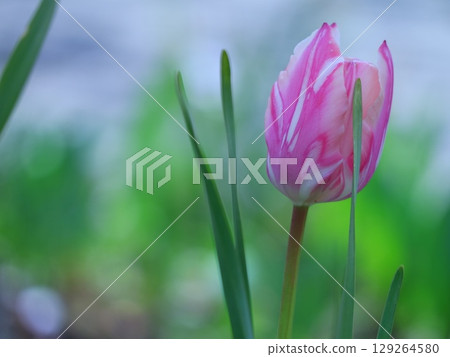 Blooming tulips 129264580