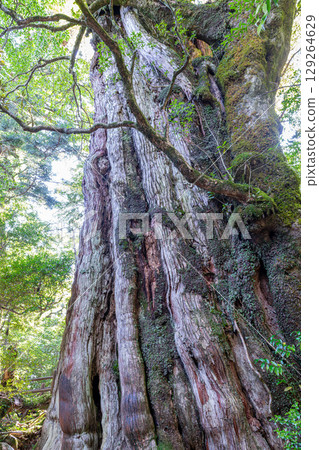 Kigensugi：屋久島的人氣屋久杉（8月） 129264629