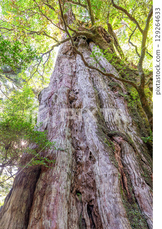 The popular Kigensugi cedar tree in Yakushima National Park (August) - the majestic Yakusugi cedar tree 129264633