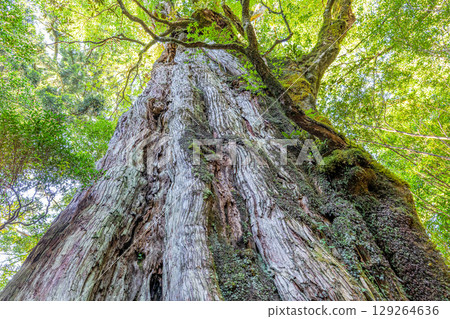 The popular Kigensugi cedar tree in Yakushima National Park (August) - the majestic Yakusugi cedar tree 129264636