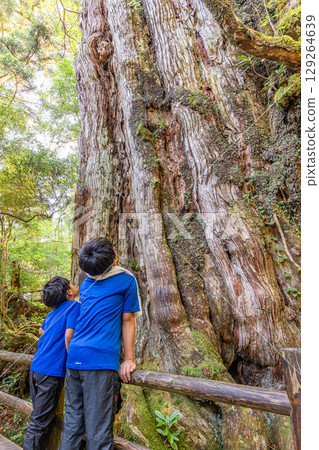 屋久杉:屋久島的鮮活見證者(8月) 屋久杉:屋久島的鮮活見證者(8月) 129264639