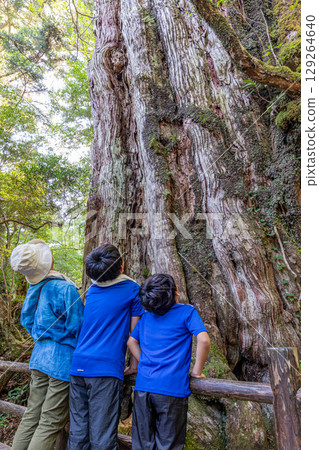 屋久杉：屋久島的鮮活見證者（8月） 129264640
