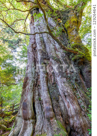 屋久島的活見證人：貴源杉（8月） 129264641