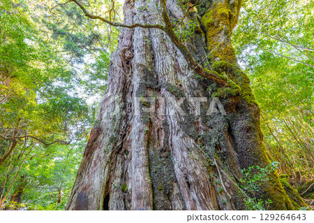 屋久島國立公園的貴源杉(八月) 屋久島國立公園的貴源杉(八月) 129264643