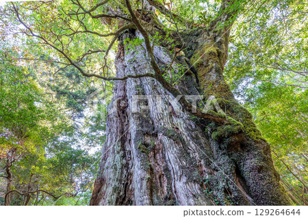 屋久島國立公園的貴源杉（八月） 129264644