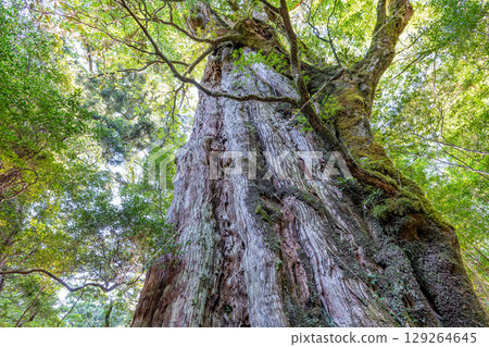 屋久島國立公園的貴源杉（八月） 129264645