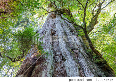 Kigensugi：屋久島的人氣屋久杉（8月） 129264646