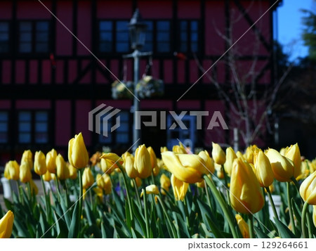 黃色鬱金香 129264661